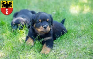 Mehr über den Artikel erfahren Rottweiler Züchter und Welpen in Mühlhausen/Thüringen