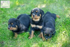 Mehr über den Artikel erfahren Rottweiler Züchter und Welpen aus dem Münsterland