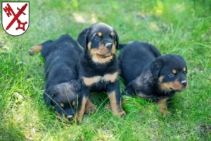 Mehr über den Artikel erfahren Rottweiler Züchter und Welpen in Naumburg (Saale)