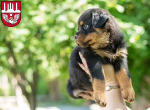 Mehr über den Artikel erfahren Rottweiler Züchter und Welpen in Neumünster