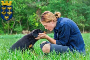 Mehr über den Artikel erfahren Rottweiler Züchter und Welpen in Niederösterreich