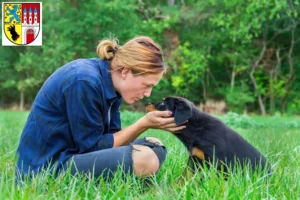 Mehr über den Artikel erfahren Rottweiler Züchter und Welpen in Nienburg/Weser