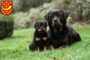 Mehr über den Artikel erfahren Rottweiler Züchter und Welpen in Nordhorn