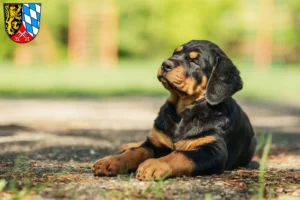 Mehr über den Artikel erfahren Rottweiler Züchter und Welpen in der Oberpfalz