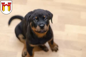 Mehr über den Artikel erfahren Rottweiler Züchter und Welpen in Offenburg