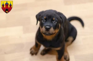 Mehr über den Artikel erfahren Rottweiler Züchter und Welpen in Oldenburg