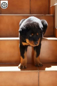 Mehr über den Artikel erfahren Rottweiler Züchter und Welpen in Osnabrück