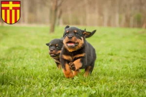 Mehr über den Artikel erfahren Rottweiler Züchter und Welpen in Paderborn