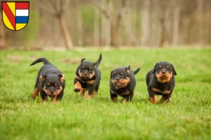 Mehr über den Artikel erfahren Rottweiler Züchter und Welpen in Pforzheim