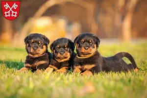 Mehr über den Artikel erfahren Rottweiler Züchter und Welpen in Regensburg