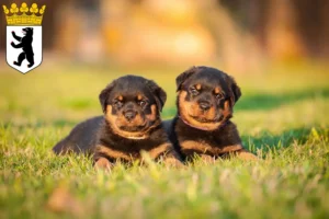 Mehr über den Artikel erfahren Rottweiler Züchter und Welpen in Reinickendorf