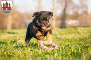 Mehr über den Artikel erfahren Rottweiler Züchter und Welpen in Rendsburg