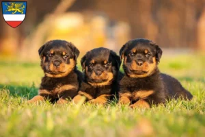 Mehr über den Artikel erfahren Rottweiler Züchter und Welpen in Rostock