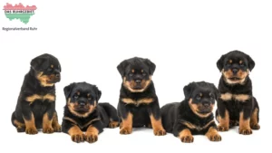 Mehr über den Artikel erfahren Rottweiler Züchter und Welpen im Ruhrgebiet