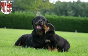 Mehr über den Artikel erfahren Rottweiler Züchter und Welpen in Salzwedel