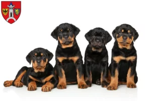 Mehr über den Artikel erfahren Rottweiler Züchter und Welpen in Schwabach