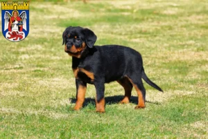 Mehr über den Artikel erfahren Rottweiler Züchter und Welpen in Siegburg