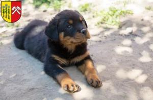 Mehr über den Artikel erfahren Rottweiler Züchter und Welpen in Sonthofen