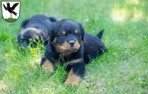 Mehr über den Artikel erfahren Rottweiler Züchter und Welpen in Starnberg