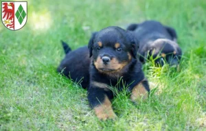 Mehr über den Artikel erfahren Rottweiler Züchter und Welpen in Stendal