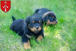 Mehr über den Artikel erfahren Rottweiler Züchter und Welpen in Stralsund