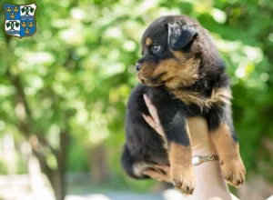 Mehr über den Artikel erfahren Rottweiler Züchter und Welpen am Tegernsee