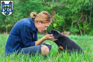 Mehr über den Artikel erfahren Rottweiler Züchter und Welpen in Uelzen