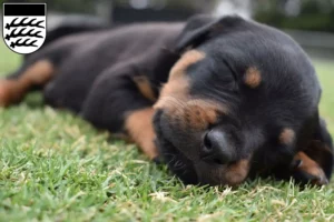 Mehr über den Artikel erfahren Rottweiler Züchter und Welpen in Waiblingen