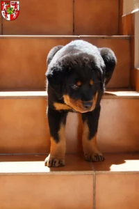 Mehr über den Artikel erfahren Rottweiler Züchter und Welpen in Weingarten