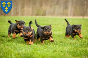 Mehr über den Artikel erfahren Rottweiler Züchter und Welpen in Wiesbaden