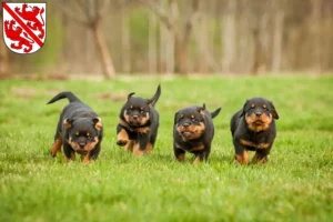 Mehr über den Artikel erfahren Rottweiler Züchter und Welpen in Winterthur