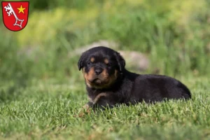 Mehr über den Artikel erfahren Rottweiler Züchter und Welpen in Worms