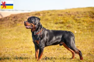 Mehr über den Artikel erfahren Rottweiler Züchter und Welpen in Limburg