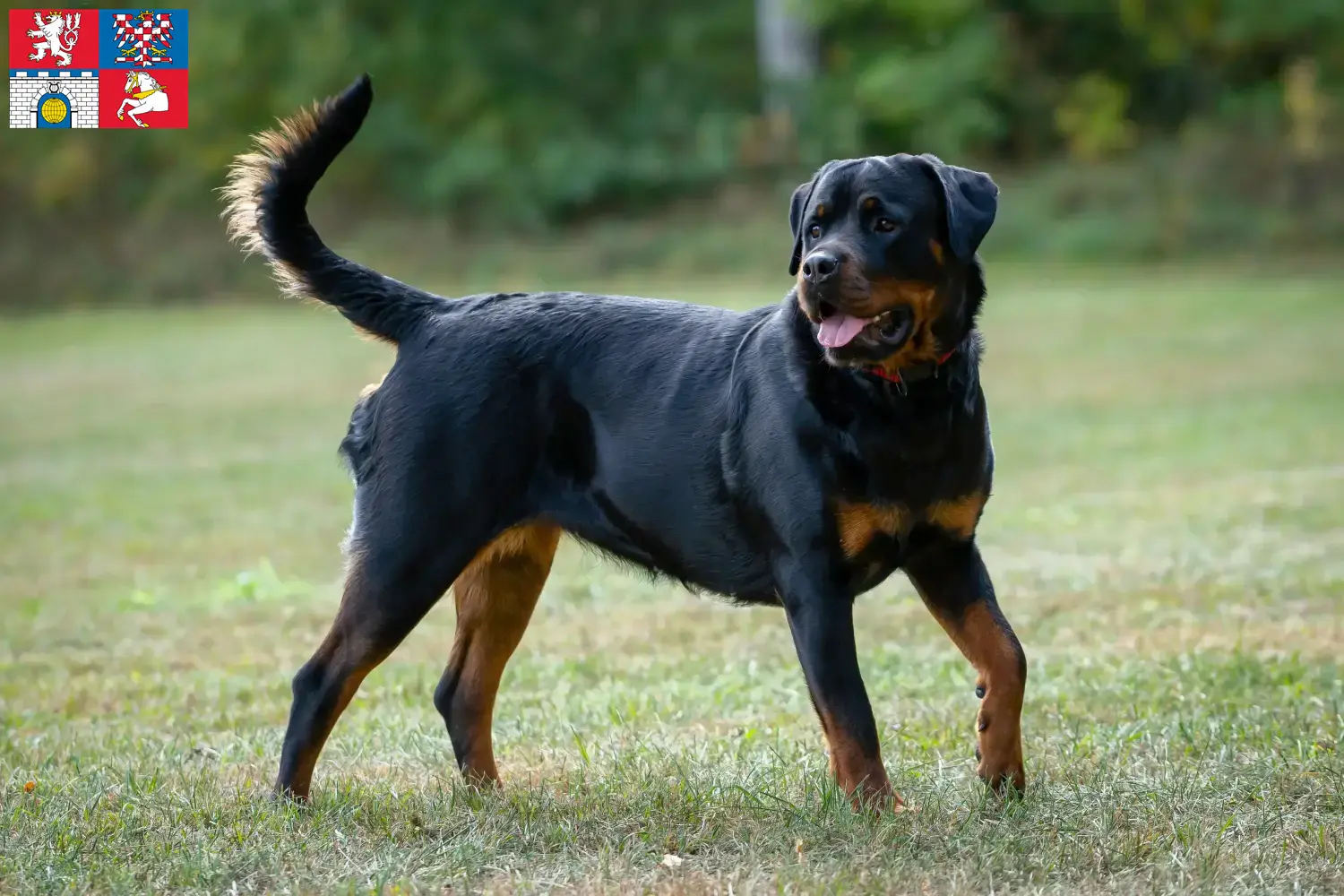 Mehr über den Artikel erfahren Rottweiler Züchter und Welpen in Pardubice