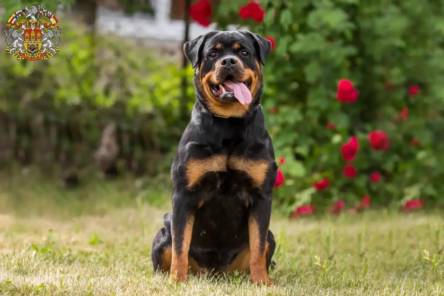 Mehr über den Artikel erfahren Rottweiler Züchter und Welpen in Prag