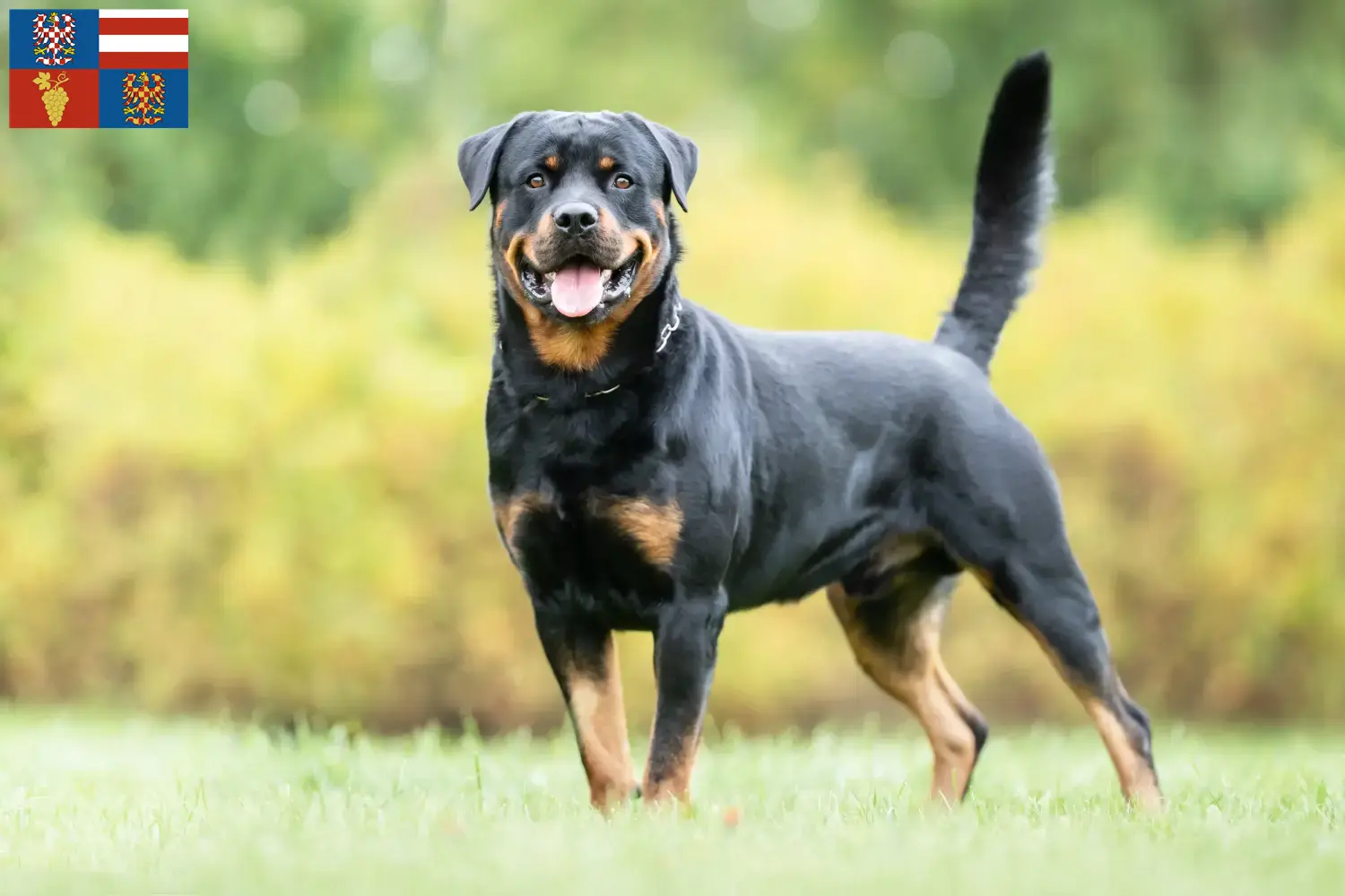 Mehr über den Artikel erfahren Rottweiler Züchter und Welpen in Südmähren