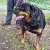 Rottweiler Hündin 4 jahre Epilepsie