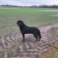 Rottweiler Rüde 3 Jahre adrk Papiere