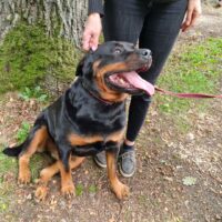 Rottweiler Hündin 4 jahre